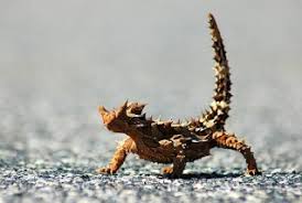Maybe you would like to learn more about one of these? Animals The Desert Habitat