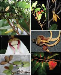Image result for Xylopia odoratissima