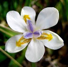 African Iris Japanese Iris Butterfly Iris Dietes Iridioides Family Iridaceae