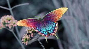 ✓ free for commercial use ✓ high quality images. Iphone Colourful Butterfly Wallpaper Novocom Top