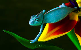 Scroll down to find out 50 best desktop wallpapers with inspiring quotes. Best Hd Wallpapers For Desktop Pixelstalk Net