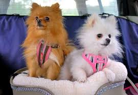 A Guide To The Best Pomeranian Car Seat In 2020 Small Dog Car Seat Best Small Dogs Pomeranian Dog