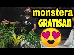 Memindahkan Monstera Ekor Naga Dari Hutan Ke Pot Tanaman Hias Yang Lagi Naik Daun Tanaman Mahal Youtube