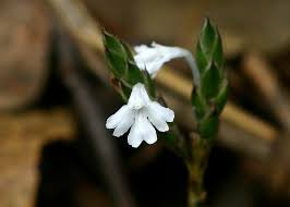 Image result for Elytraria