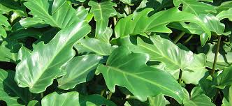 For the lushest growth, keep all of these containers evenly moist throughout the growing season. Plants With Big Leaves Flower Power