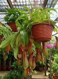 Nepenthes Ventrata Pitcher Plant Care Info Houseplant Central Carnivorous Plants Care Plants Plant Care Houseplant