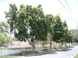 Image result for Magnolia champaca