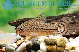 Image result for Stenostelma corniculatum