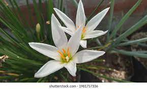 Zephyranthes Candida High Res Stock Images Shutterstock