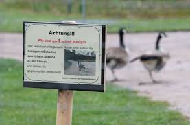 Kanadagänse sind vor allem während des fluges sehr ruffreudig. Hohenpark Killesberg In Stuttgart Zwei Wilde Kanadaganse Sorgen Fur Arger Stuttgart Stuttgarter Zeitung