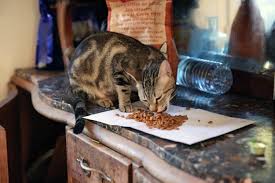 Aaaah dit pas d'caca mon chacha , toi t'es au sommet d'la kawaiitude ! Les Chats Un Probleme Pour La Biodiversite Autant Que Pour Le Rechauffement Climatique