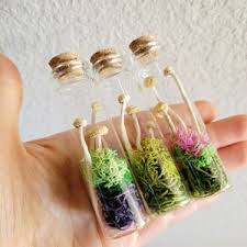 Image result for Phyllanthus engleri