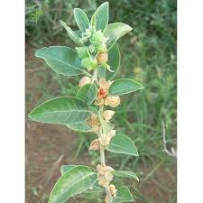 Image result for Withania