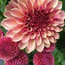 Ka S Cafe Mauve Which I Accidentally Call Ka S Mocha Mauve In The Last Post Is Here With Koko Puff Dahlias Dahliaseedli Beautiful Flowers Seedlings Flowers
