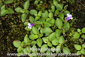 Image result for Torenia crustacea