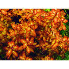 Image result for Ludwigia senegalensis