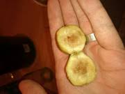 Image result for Vangueria sp.