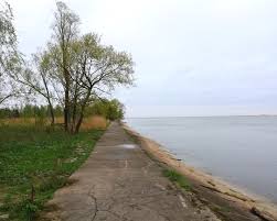 300 individuals, according to hms (2017)) population in the polish coastal zone (southern baltic sea) is located. Spacer Po Rezerwacie Mewia Lacha Wyspa Sobieszewska