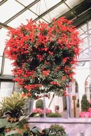 With the combination of fertilizer and salvia: What Outdoor Hanging Flowering Plants Can Handle Full Sun And Heat Hanging Flowering Plants Hanging Flower Baskets Hanging Plants