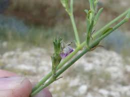 Image result for Pogonospermum subsessile