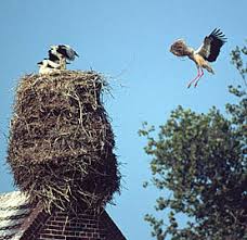 Der himmel brütete sturm не́бо предвеща́ло бу́рю. Verhalten Storch Schweiz