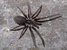 Southern House Spider Kukulcania Hibernalis House Spider Spider Black And White Spider