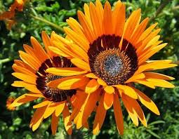 Image result for Arctotis