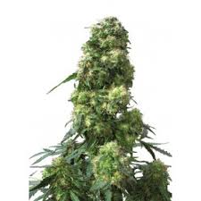 Sensi seed bank are one of the oldest and longest established cannabis and marijuana seed producers. Sensi Seeds Cannabis Seeds Best Price Fast And Free Delivery