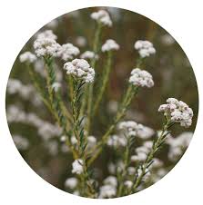 Image result for Phylica