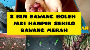 Jan 05, 2021 · cara menanam bawang merah kali ini telah dilakukan oleh mitra kami yang bernama bpk zein dari madura. Tutorial Tanam Bawang Merah Dalam Pasu Little Kebun Youtube