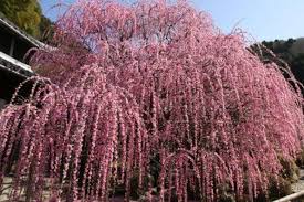 However in southern california their are only a. Prunus Mume Pink Flowering Apricot 1 5m Standard 13 Pot Hello Hello Plants Garden Supplies
