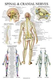 Gastrointestinal Anatomy Poster 18 X 27 Laminated Digestive