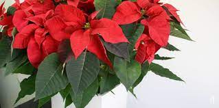 Poinsettia Plants Major Varieties Caring Tips And Facts Greenkosh