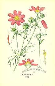 Cosmos Bipinnatus Botanical Drawings Botanical Illustration Botanical Prints
