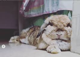 The comprehensive coverage that nationwide pet insurance offers for your rabbit will cover virtually all accidents, injuries, and illnesses some of the procedures and treatments that are covered for rabbits: How To Regain The Trust Of A Scared Rabbit Pawjourr Blog