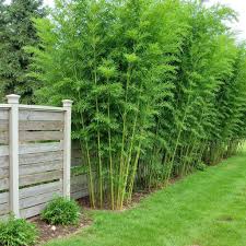 Image result for Pilea bambuseti