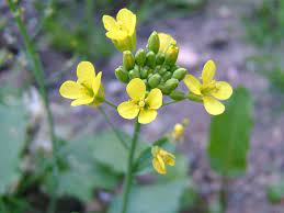 Never rely on one source for plant identification, and never eat anything unless you are 100% sure it is edible. Learn Another 100 Edible Plants In Just 10 Minutes