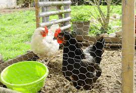 The galvanized chicken wire is made of thin wire woven together to create hexagonal openings. Chicken Wire All You Need To Know The Happy Chicken Coop