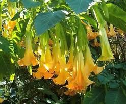 Image result for Brugmansia
