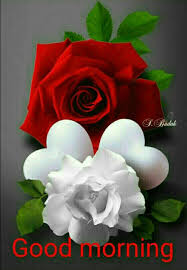 Good Morning Greetings Beautiful Rose Flowers Beautiful Roses Rare Flowers