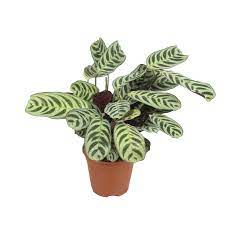 Similar to other plants in the family marantaceae it also has a propensity to close up its leaves at night, which is why it is also called a prayer plant like maranta leu. Ctenanthe Burle Marxii Florastore