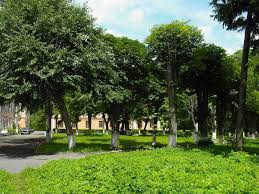 Your health is more important than anything else. File Lukiv Turiiskyi Volynska Health Park View On Central Part Jpg Wikimedia Commons