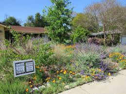 These native trees and bushes are very adaptable and generally carefree. Gardens Gone Native A Native Plant Garden Tour In The Sacramento Valley