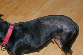 Enfermedades De La Piel En Los Perros 14 Tipos Con Fotos Alergias En Los Perros Pulgas Perros Perros