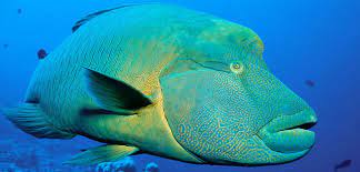 Have You Ever Seen A Napoleon Wrasse Native To The Indian Ocean And South China Sea They Can Grow Up To 2 Meters Long And Live For Over Wrasse Napoleon Fish
