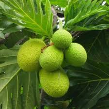 Check spelling or type a new query. Breadfruit Trees For Sale Brighterblooms Com