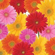 Gerbera Daisy Guest Towels Gerbera Daisy Paper Napkins Designer Paper Napkins Gerbera Daisy Gerbera Paper Guest Towels
