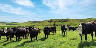 Check spelling or type a new query. Greenlea Meat From New Zealand