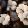 Brazilian Cotton Prices Hold Firm Amid Lower Market Activity; Soybean Futures Dip on Global and US Factors