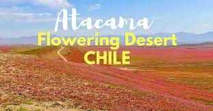 Check spelling or type a new query. Flowering Desert In Atacama Chile Nomadicchica Travel And Luxury Blog